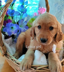 Lassie Girl