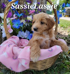 Sassie Lassie
