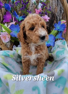 Silversheen