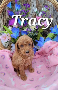 Tracy