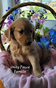 Unity Peace