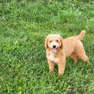 Ernie  20lb Mini Poodle