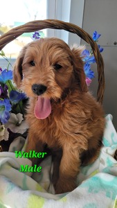 Walker