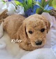 Kyler